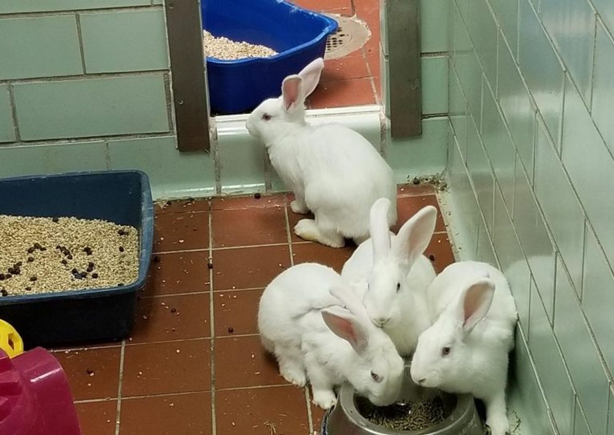 Extended Cat Boarding: Ensuring Your Feline's Comfort While You're Away