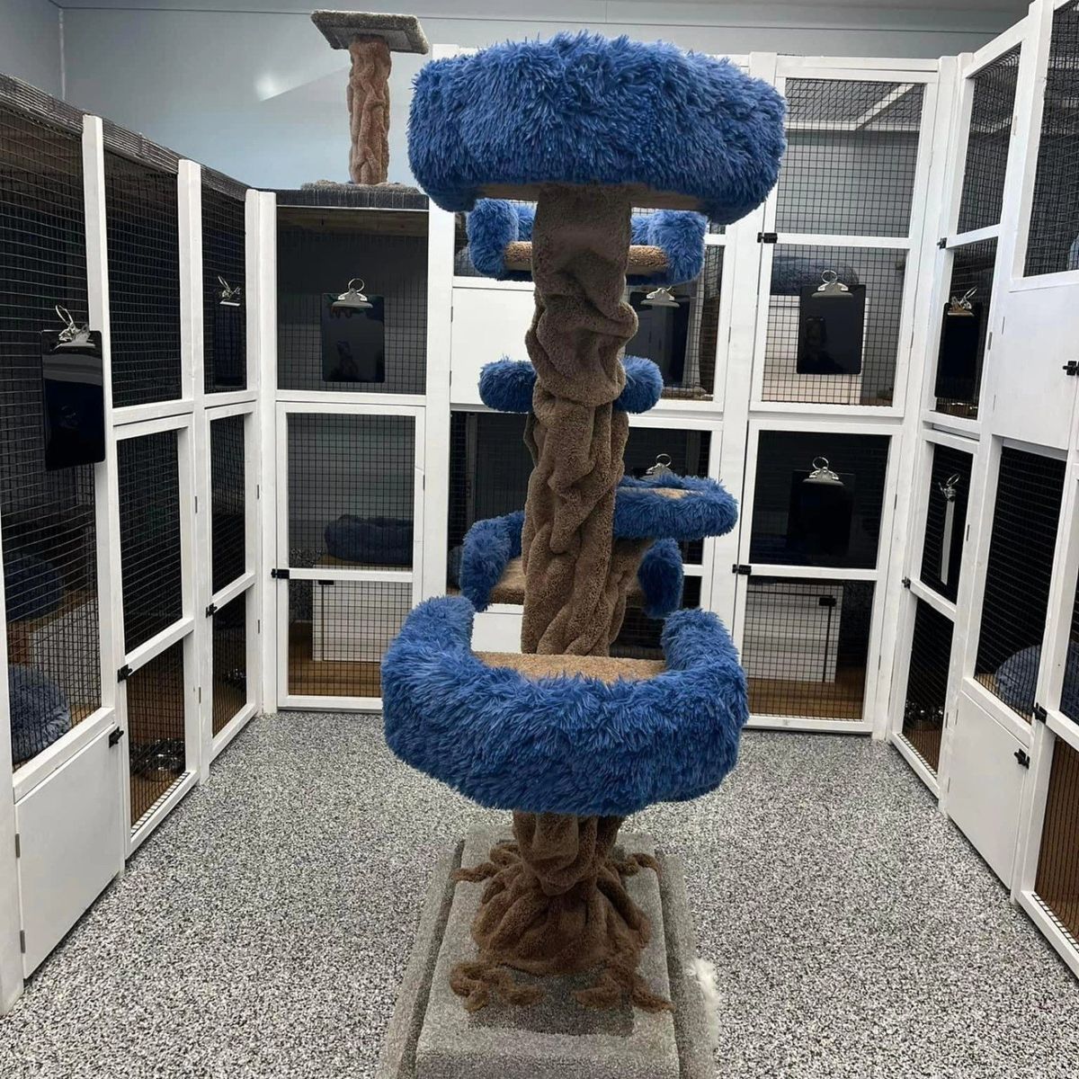 Emergency Feline Accommodations: A Guide to Last Minute Cat Boarding