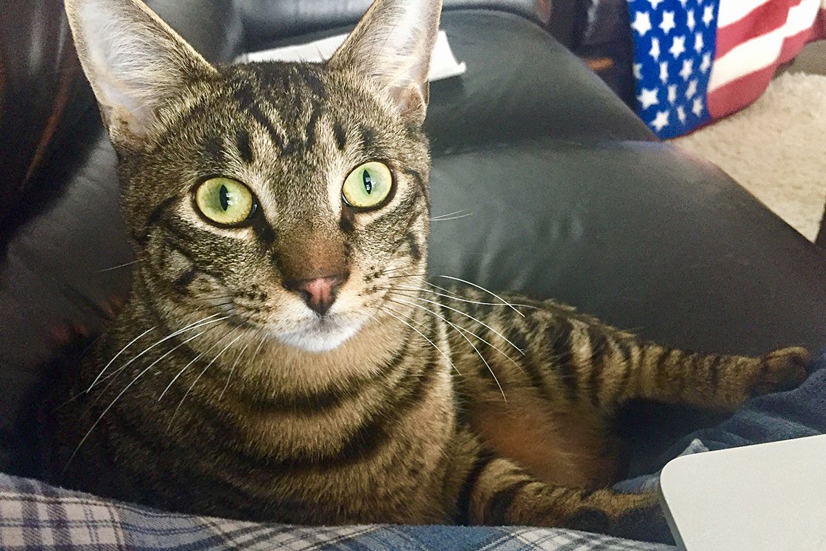 5 Reasons to Consider Cat Medical Boarding for Your Feline Friend's Health Needs