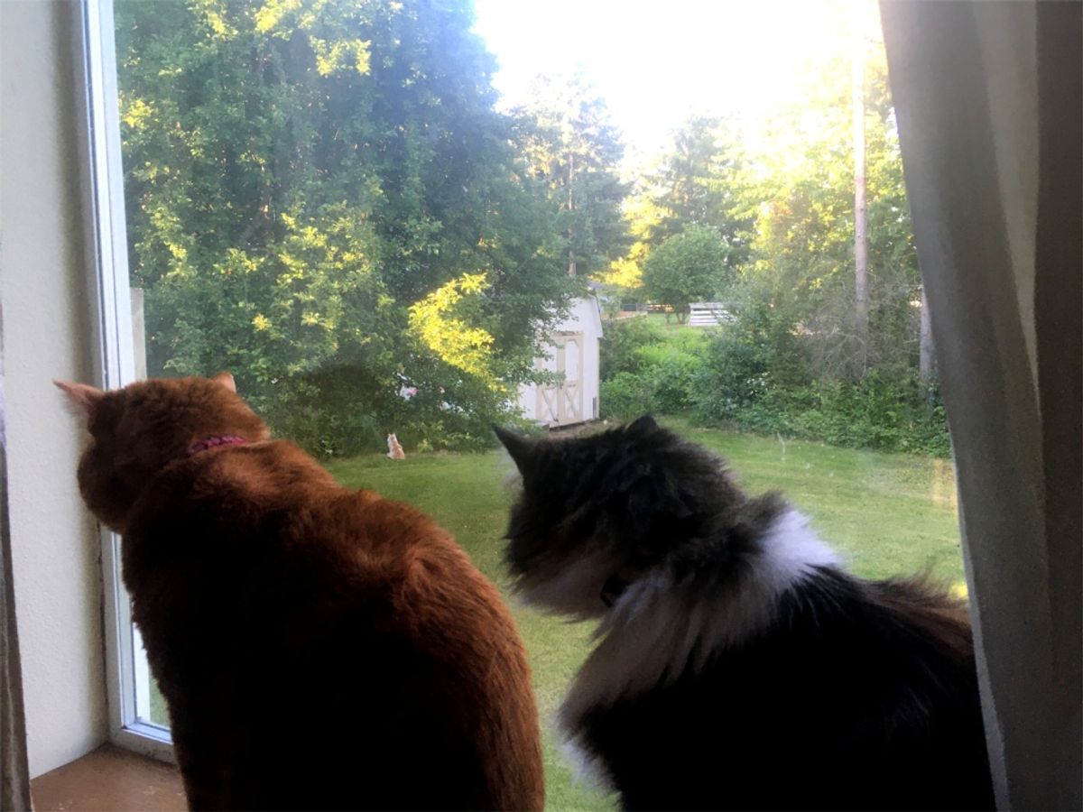 Navigating the Benefits of Long-Term Cattery Care for Your Feline Friend