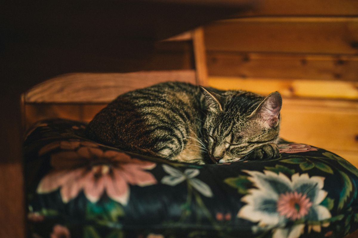 Sedation Secrets: How to Calm Your Cat Safely