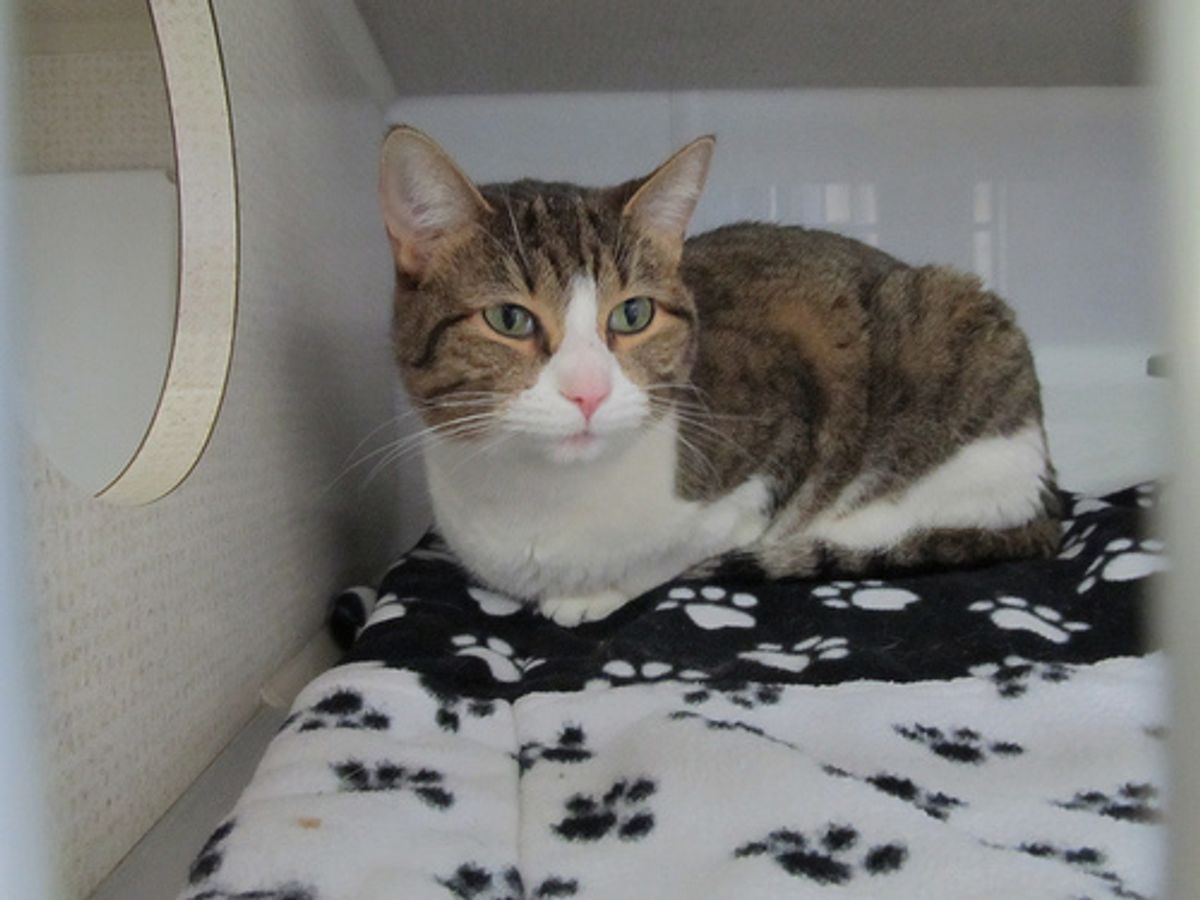 Purr-fect Getaways: The Ultimate Guide to Cat Condo Boarding Services