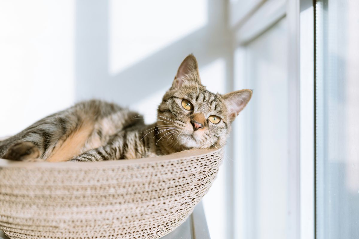5 Proven Calming Aids for Cats: A Guide to Your Pet's Tranquility