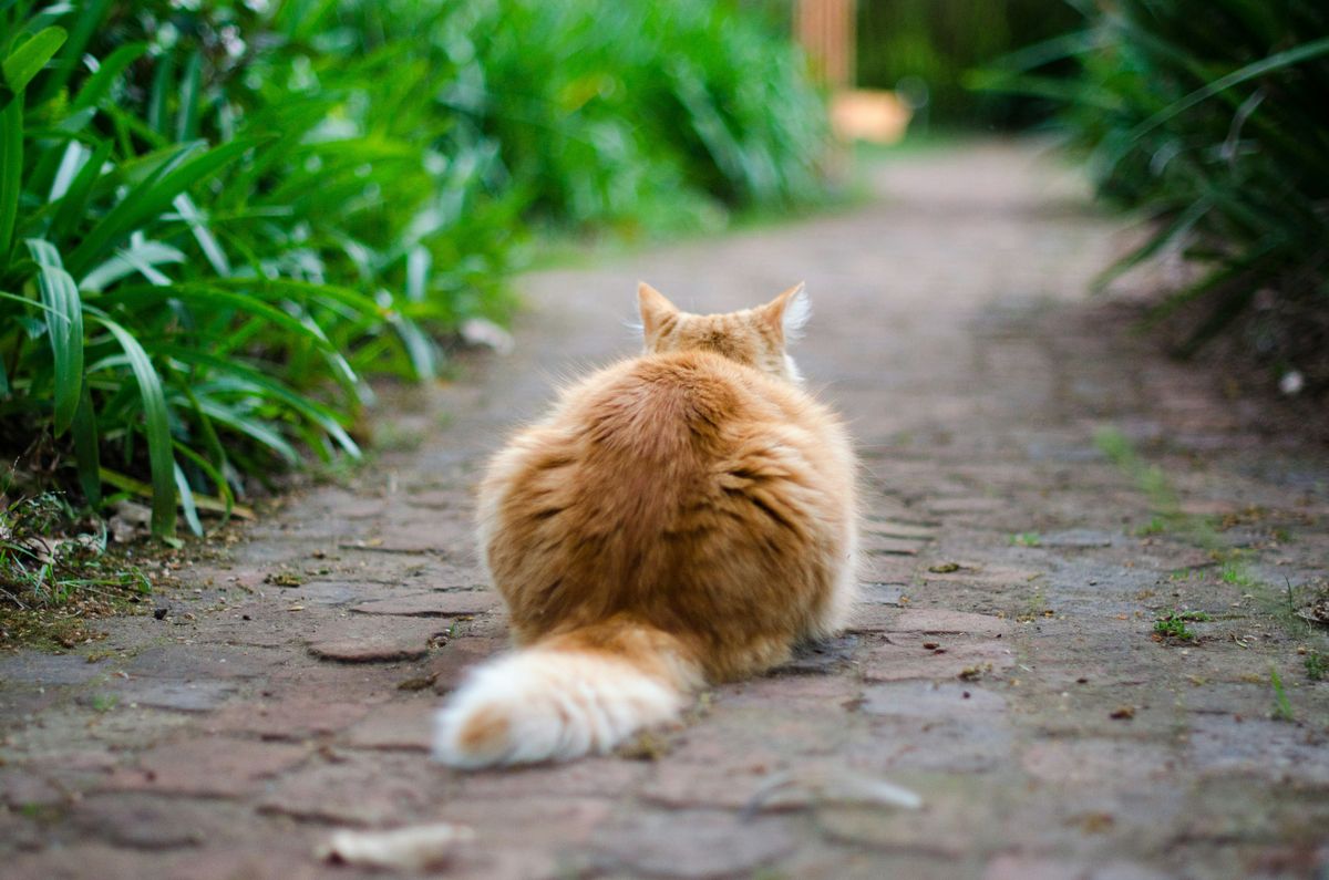 The Peeing Predicament: How Long Can Cats Hold It?