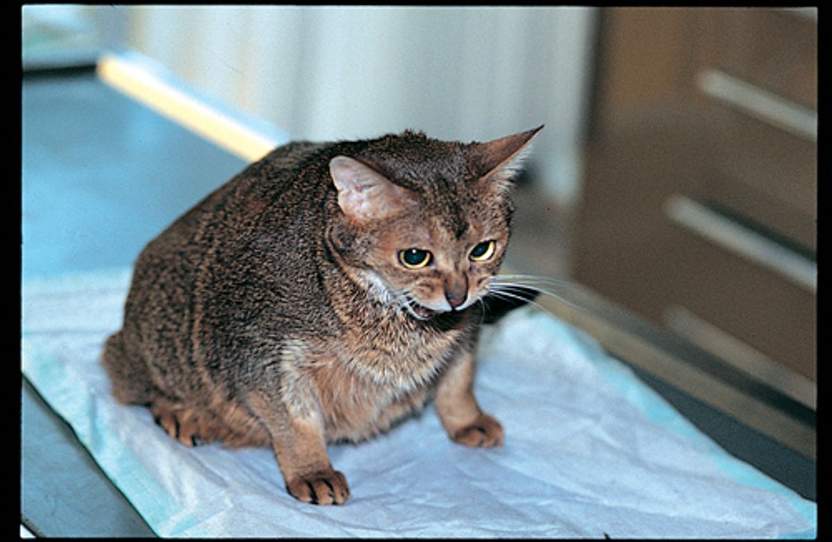 Your Last-Minute Savior: Finding Emergency Cat Boarding Services Nearby