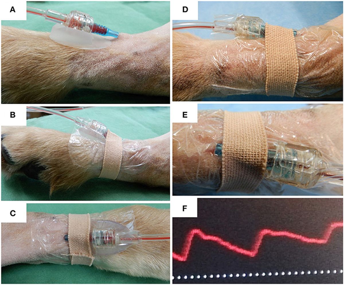 Finding Cozy and Secure Private Cat Boarding Options Near You