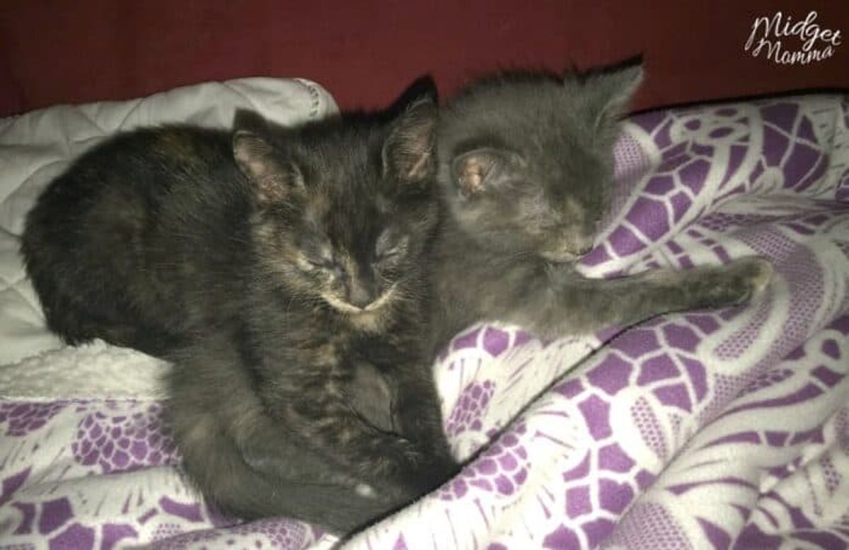 Your Ultimate Guide to Orlando Cat Boarding Services