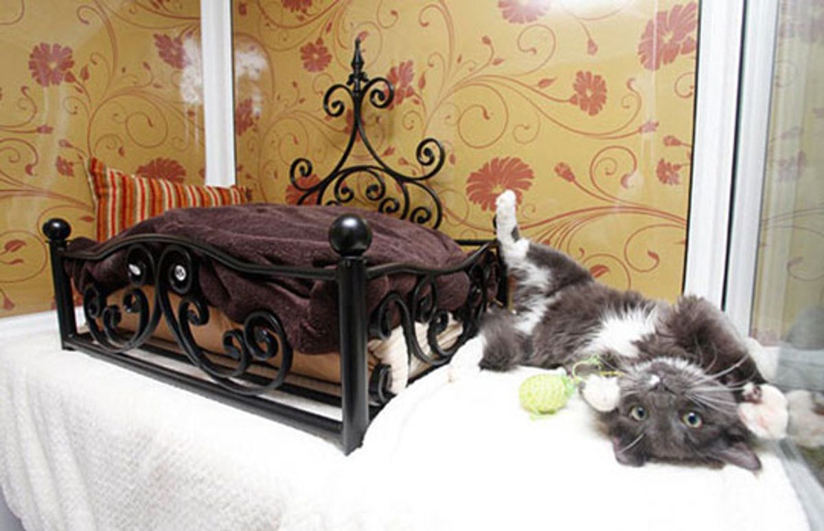 Indulging Feline Fantasies: Inside the World's Most Luxury Cattery