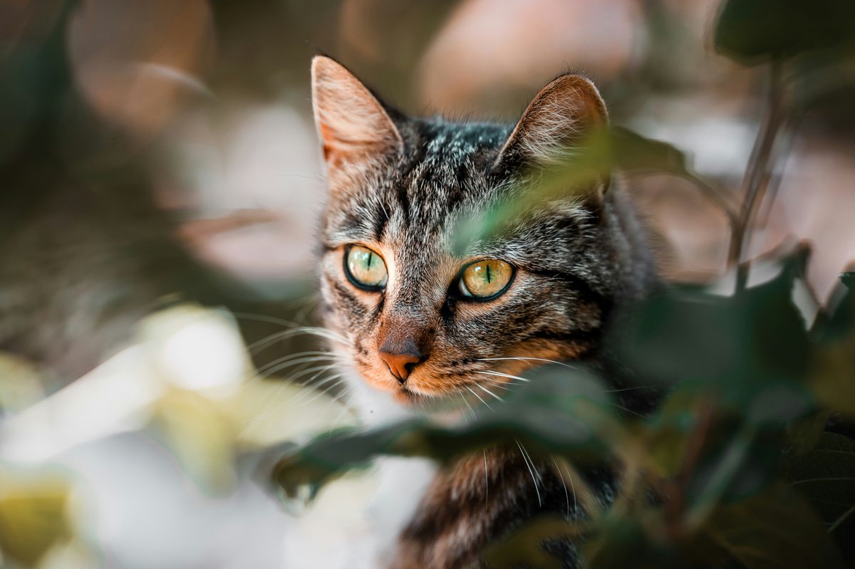 Is Rabies Common in Cats? Understanding the Risks
