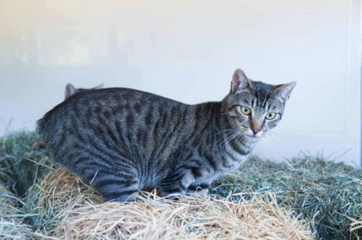 Finding an Affordable Stay for Your Feline Friend: The Best Cheap Cat Hotels