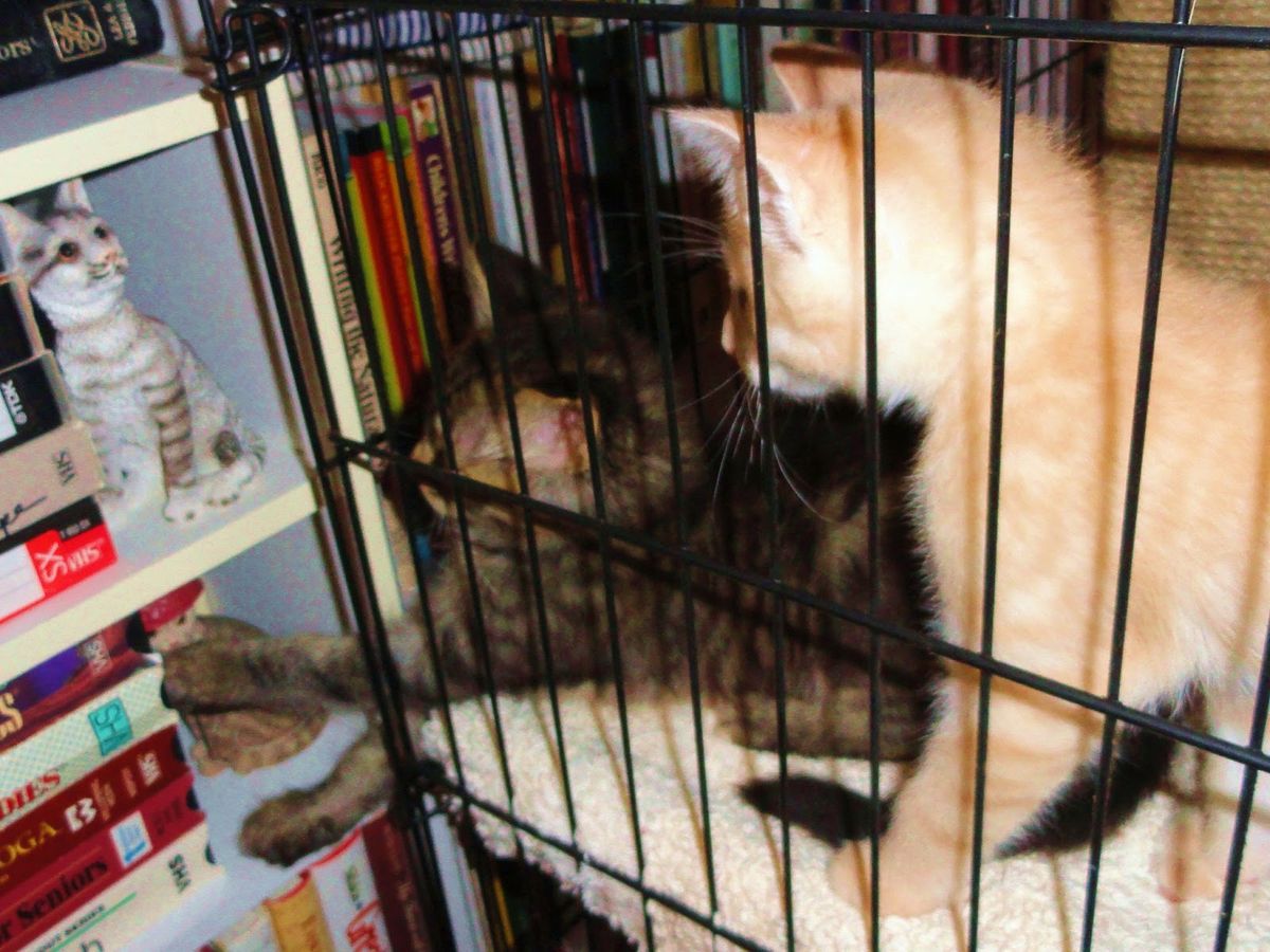 Choosing the Best Long-Term Cattery for Your Feline Friend