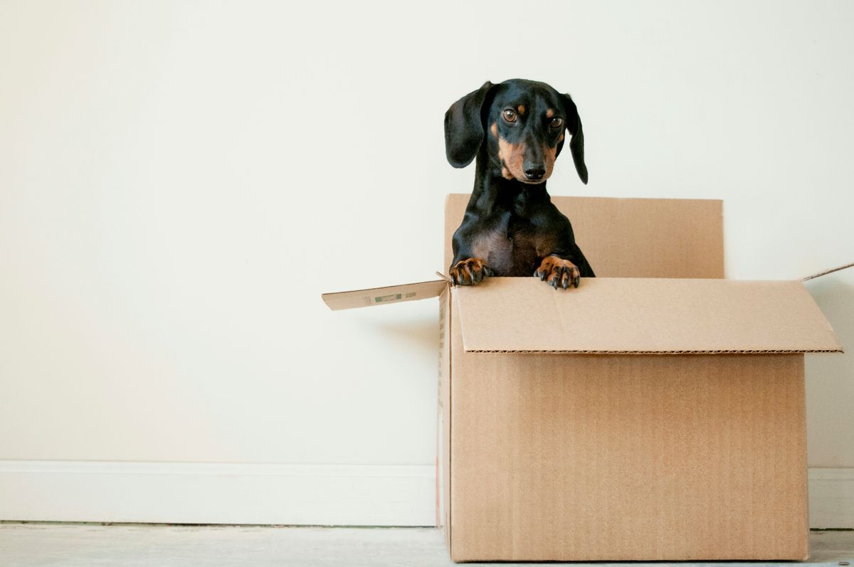 Litter Box Decisions: Open Versus Closed