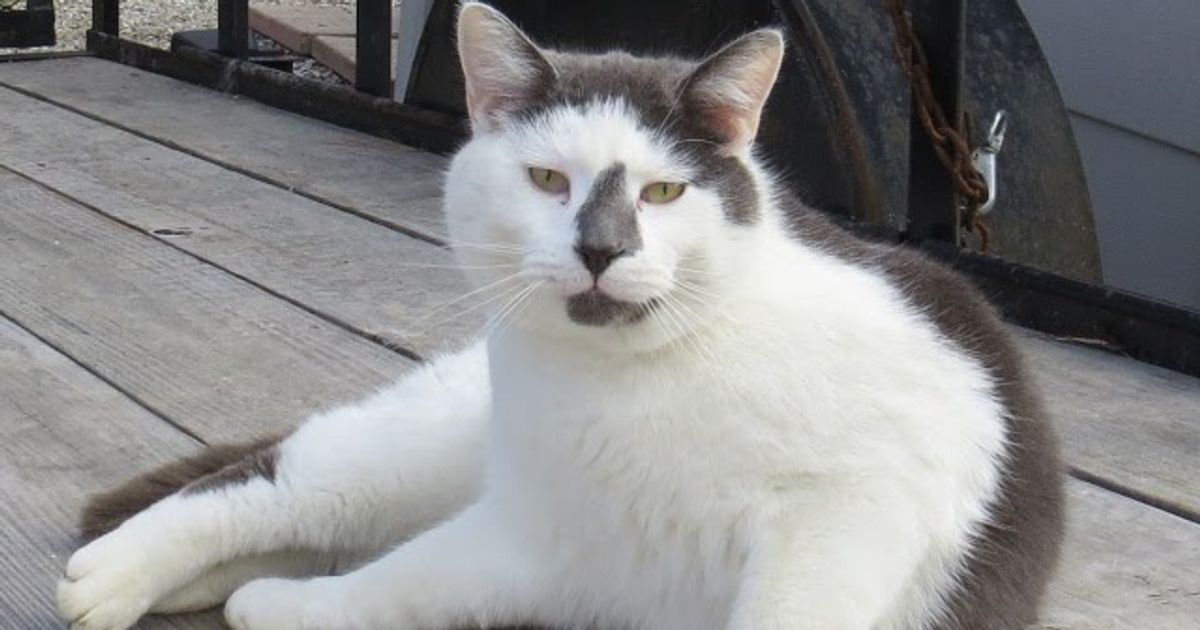 How to Find Reliable Emergency Cat Boarding Near You