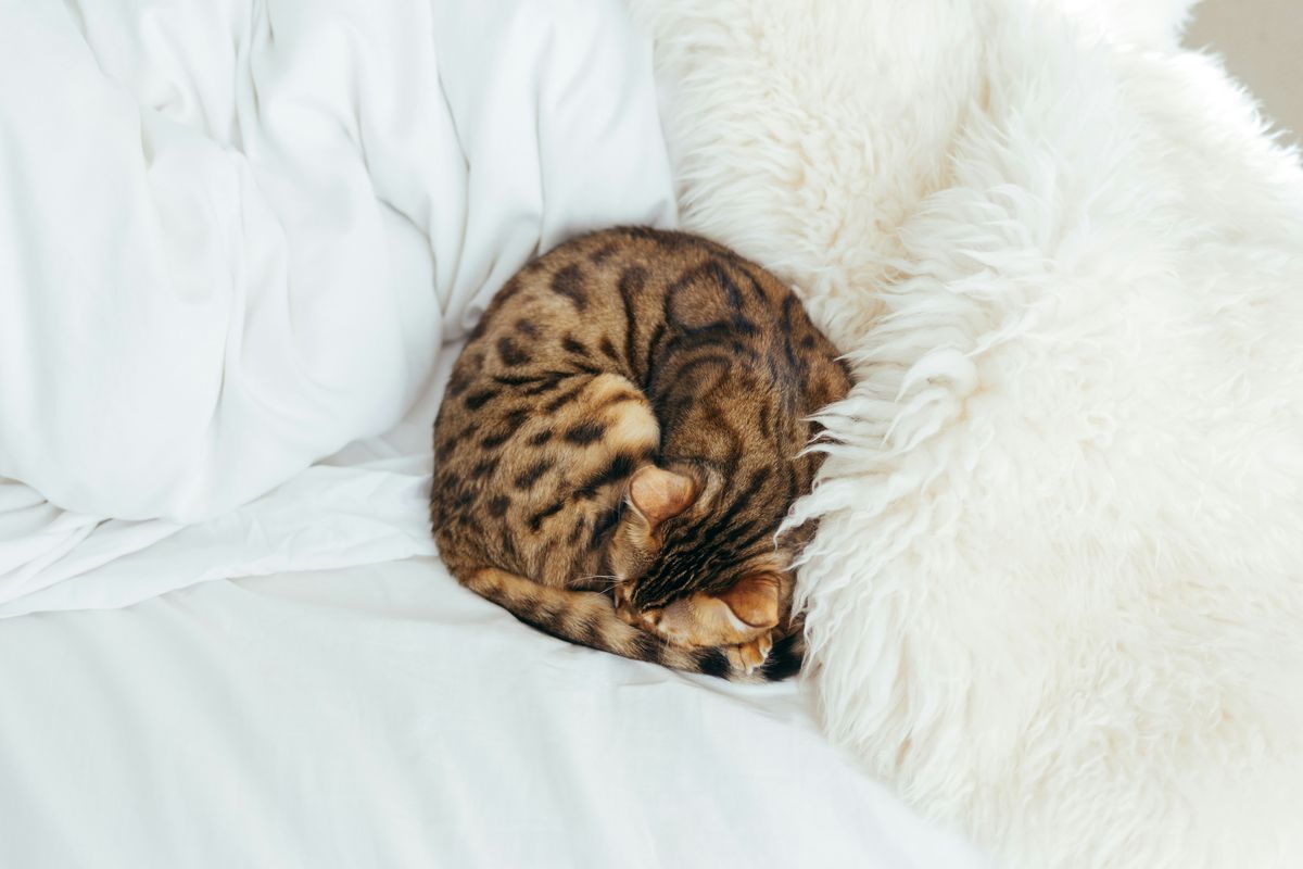 Circular Sleep: Why Do Cats Prefer It?