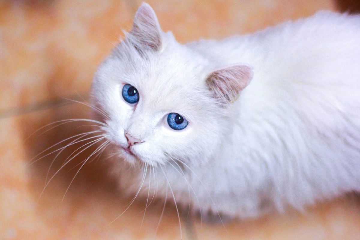 Exploring Thailand: The Most Popular Cat Breeds