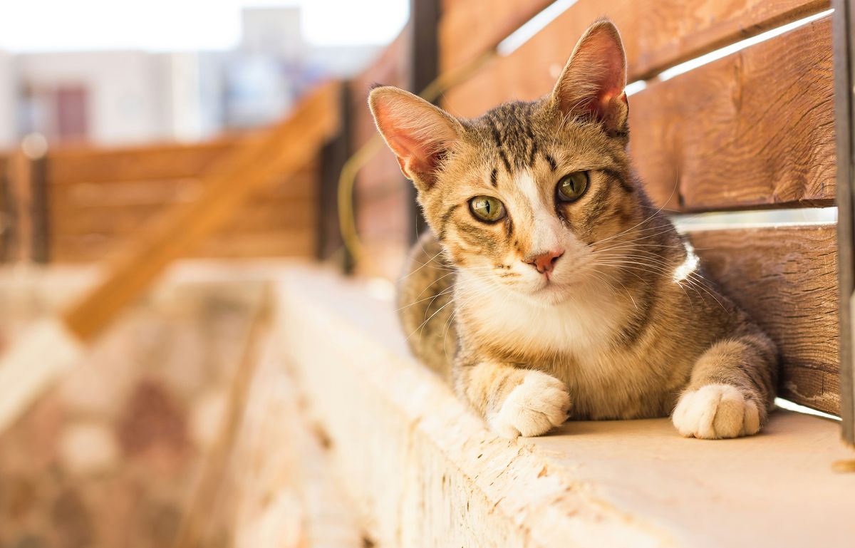 The Art of Cat Photography: Tips and Techniques