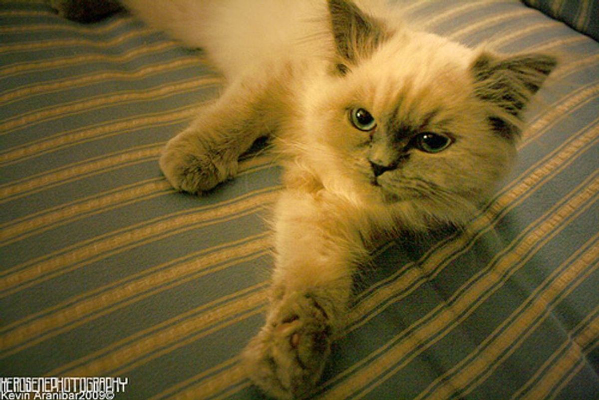 What's the Daily Price Tag for Boarding Your Feline Friend?