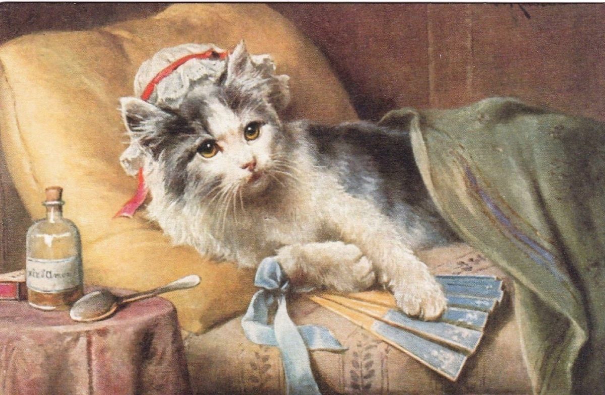 The Ultimate Guide to Extended Cat Boarding Services