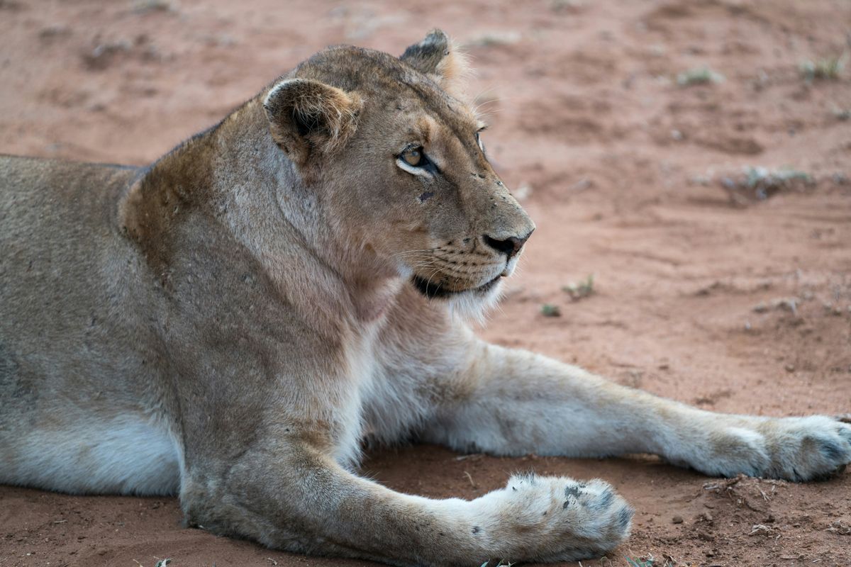 Types of Wild Cats in South Dakota: A Guide