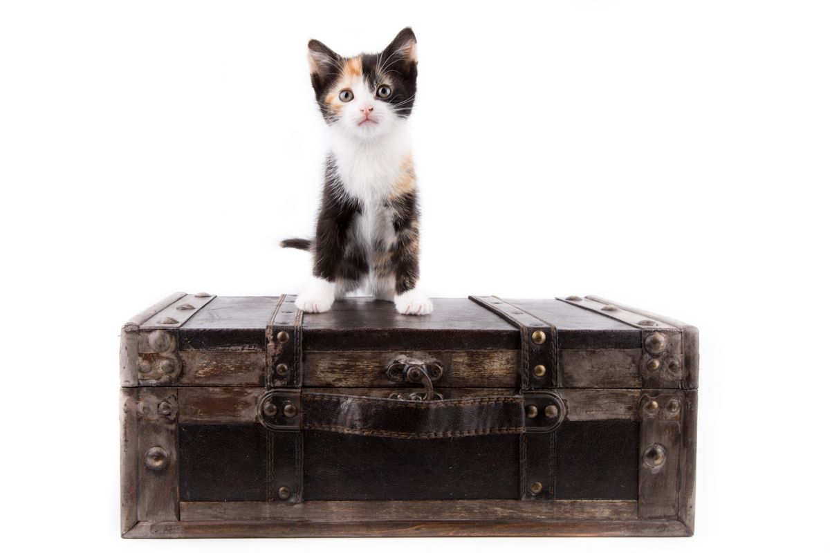 How to Prepare Your Cat for a Boarding Stay: A Guide for Multiple Weeks