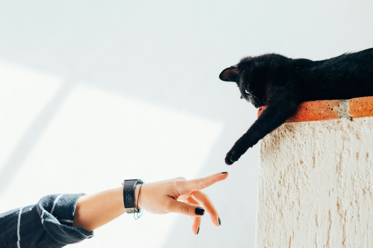 Understanding Feline Minds: A Guide to Cat Training and Behavior
