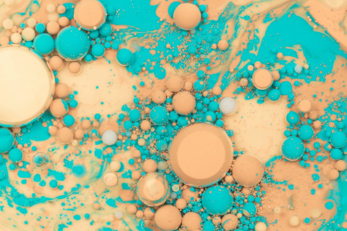 Found Kittens: What to Do and How to Care for Them