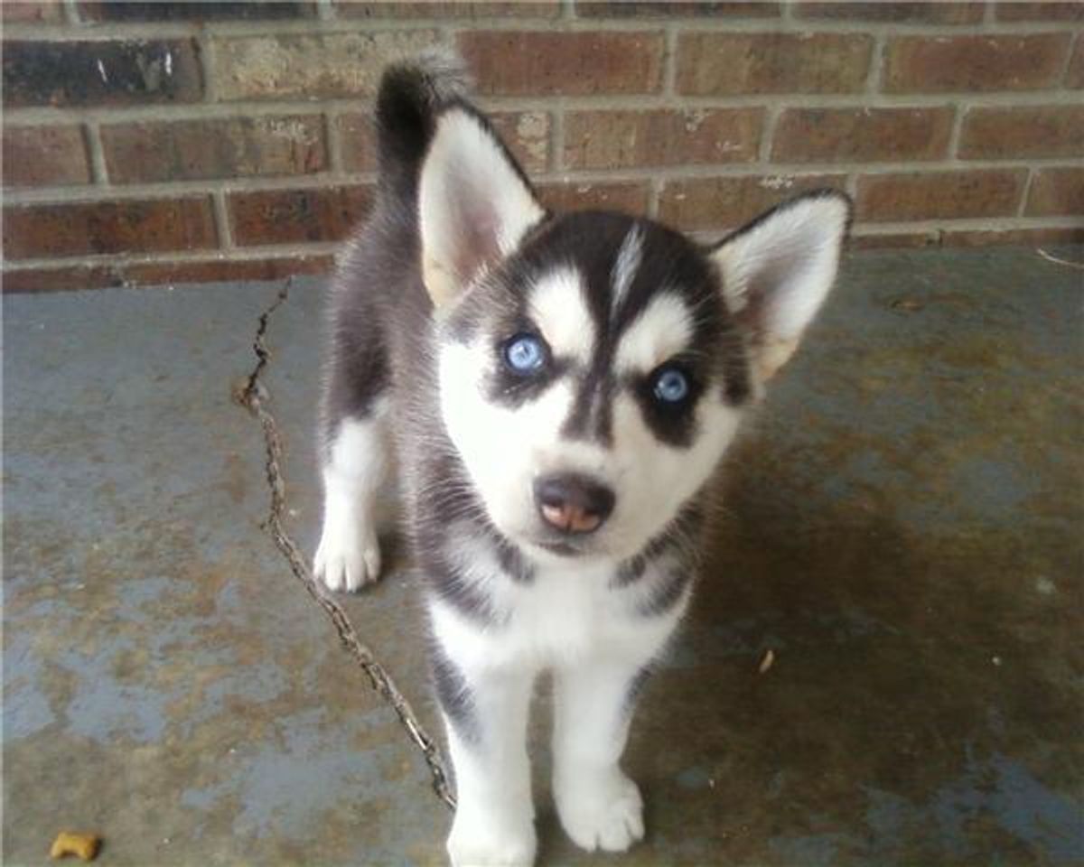 Top 5 Animal Boarding Facilities for Cats in Your Area