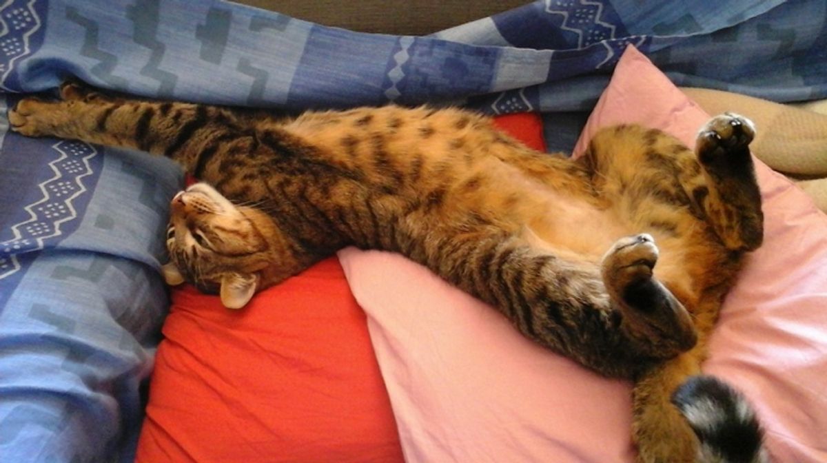 Find Trusted Cat Keepers in Your Area: A Guide to Local Pet Services