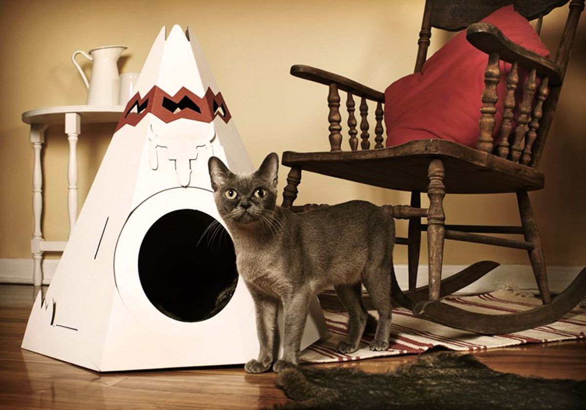 Discovering Cozy Havens: Best Places to Board Your Cats Nearby