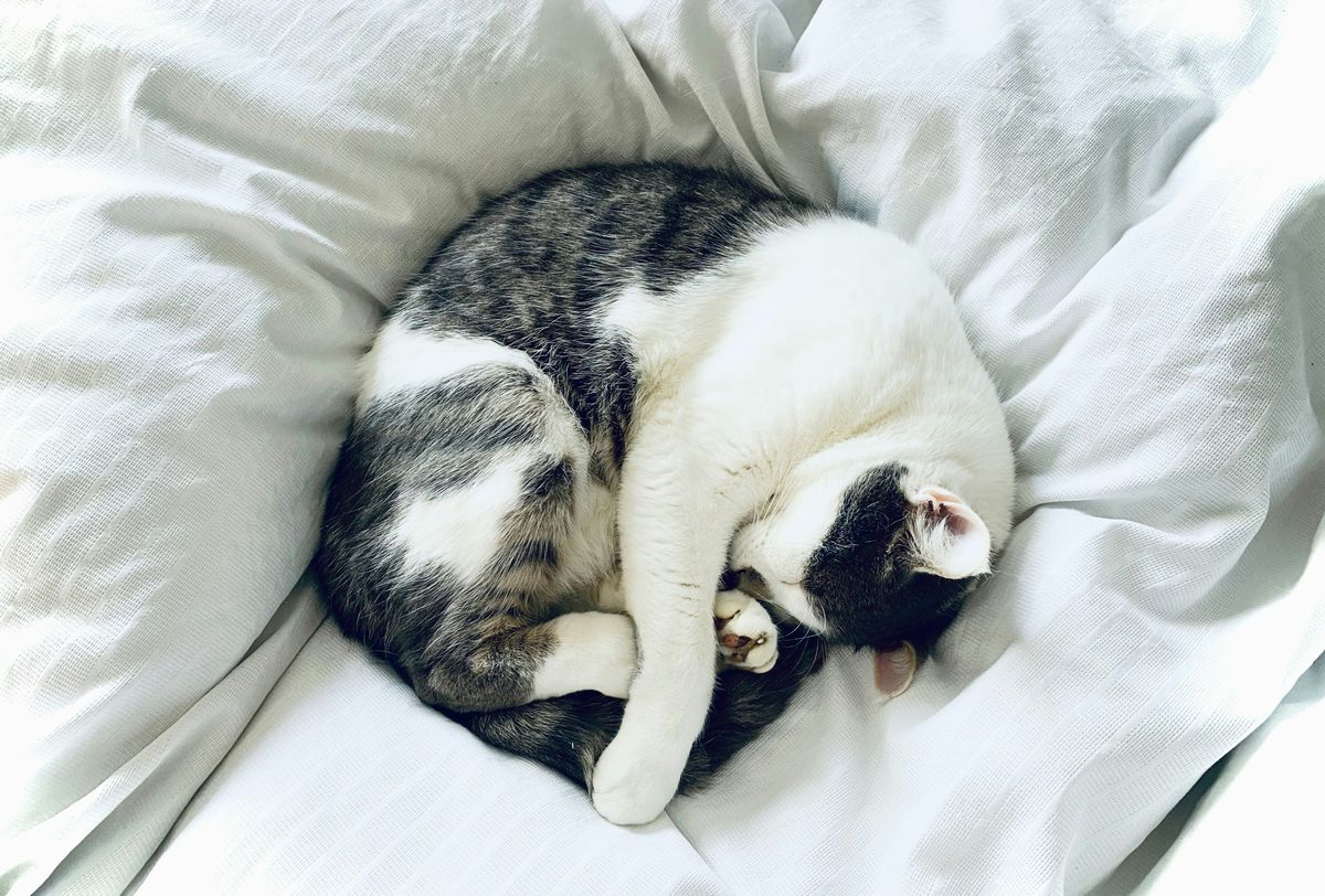 Does My Cat Really Need a Bed? Exploring Feline Sleep Habits