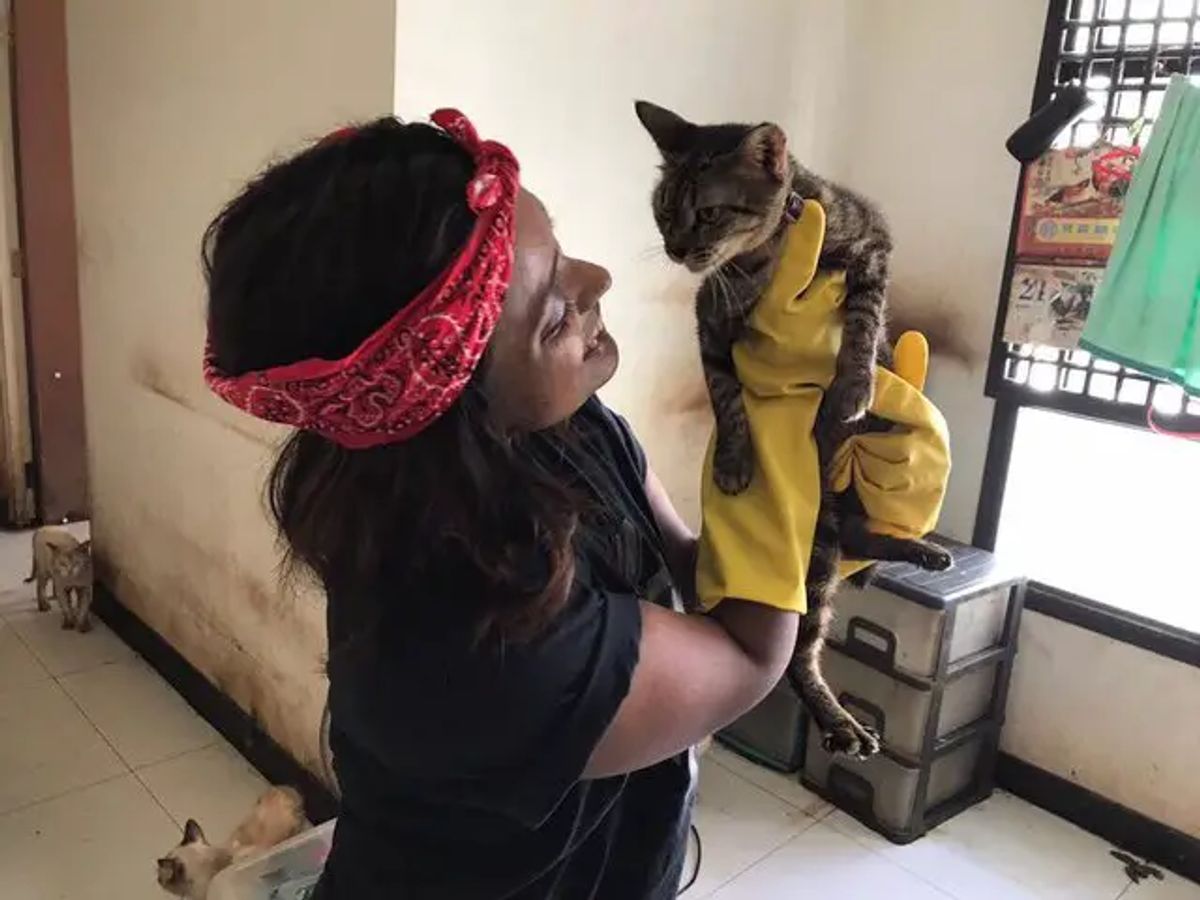 The Ultimate Guide to Cat Boarding Services