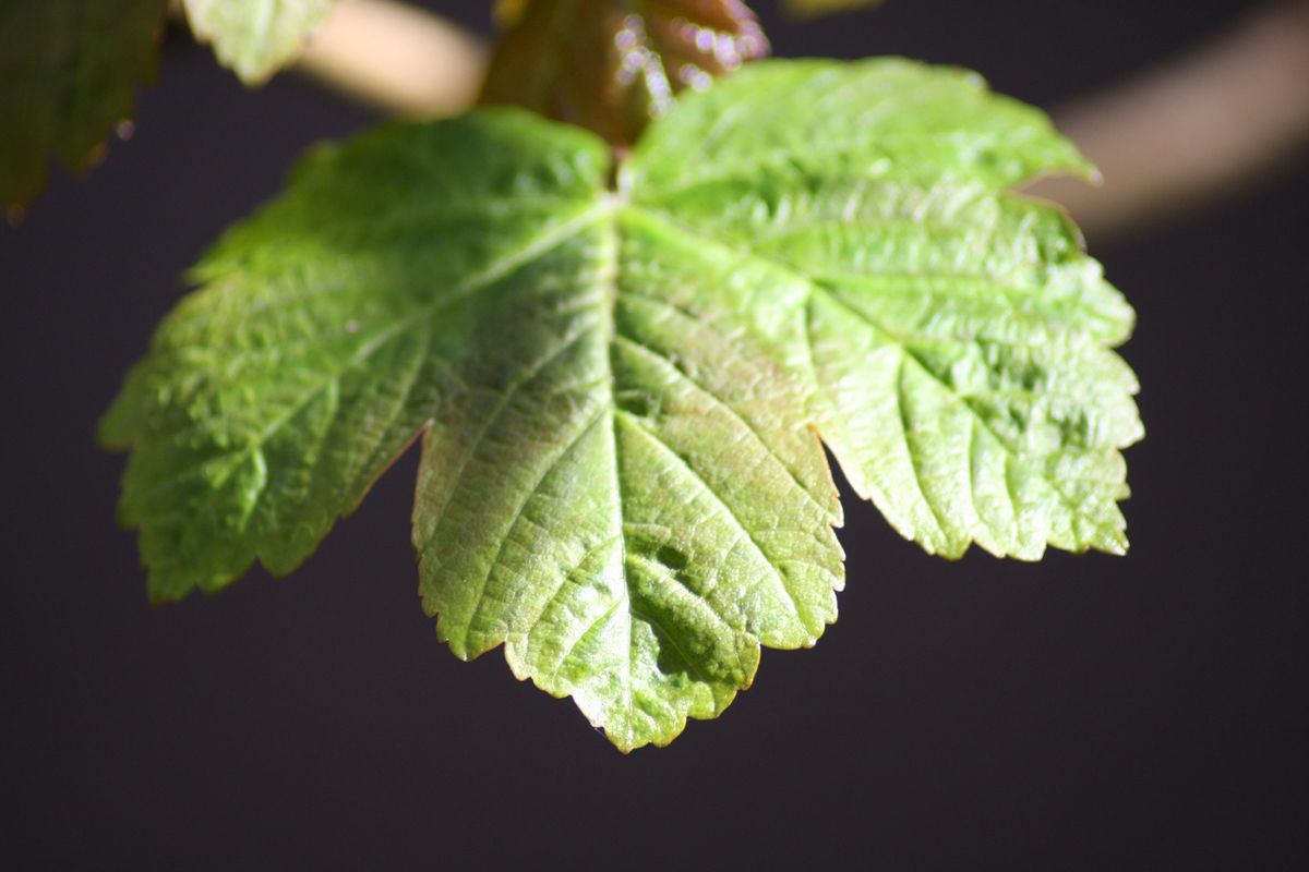 Do Essential Oils Work for Cats? Exploring Natural Remedies