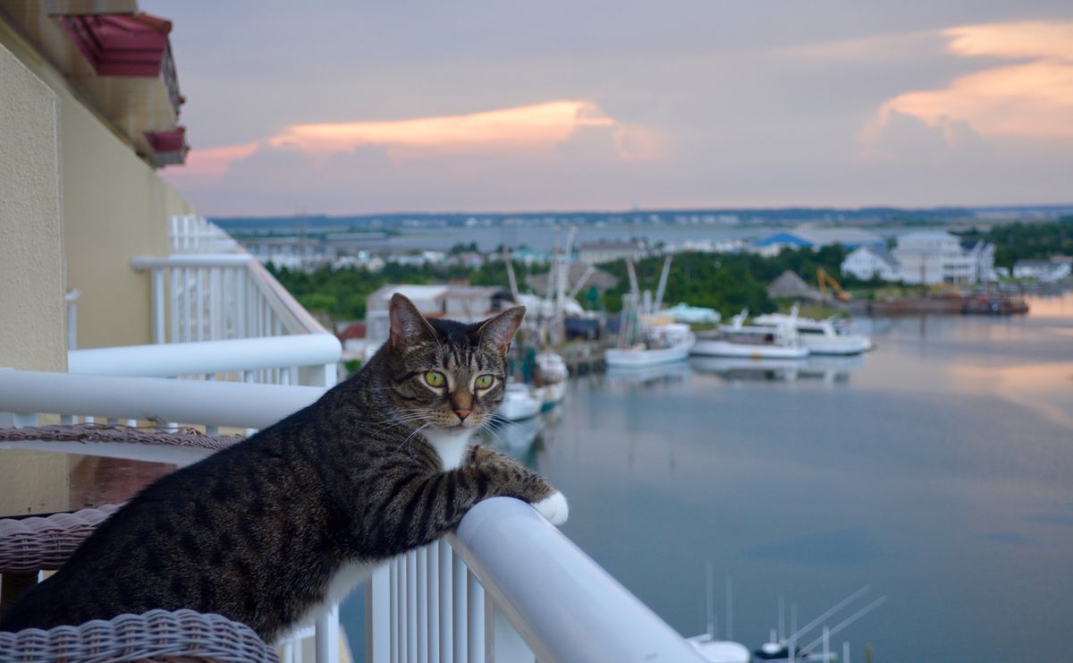 5 Tips for Choosing the Perfect Cat Boarding Facility During Your Vacation