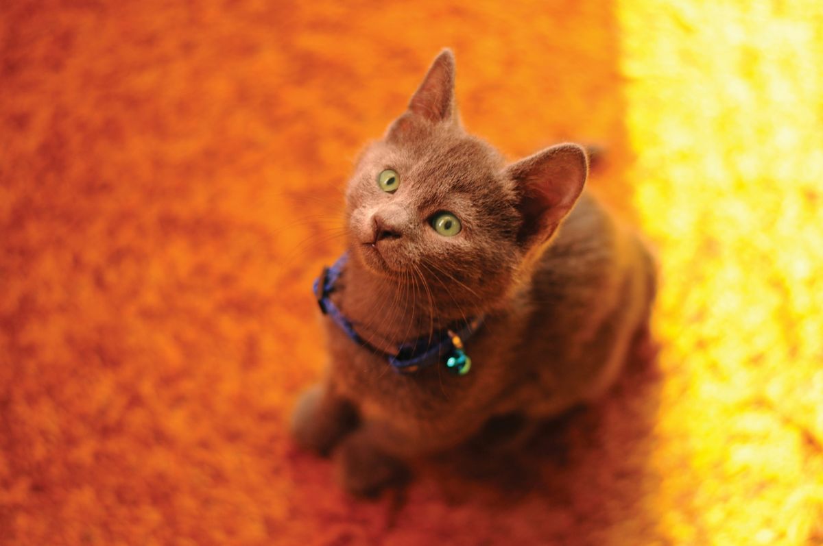 Exploring Hypoallergenic Claims: Are Russian Blue Cats Truly Hypoallergenic?