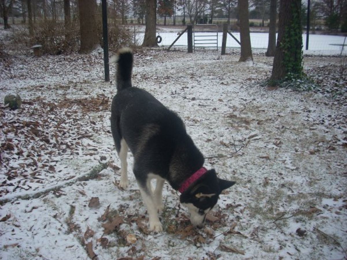 Understanding Cat Kennels Near Me Prices: What to Expect