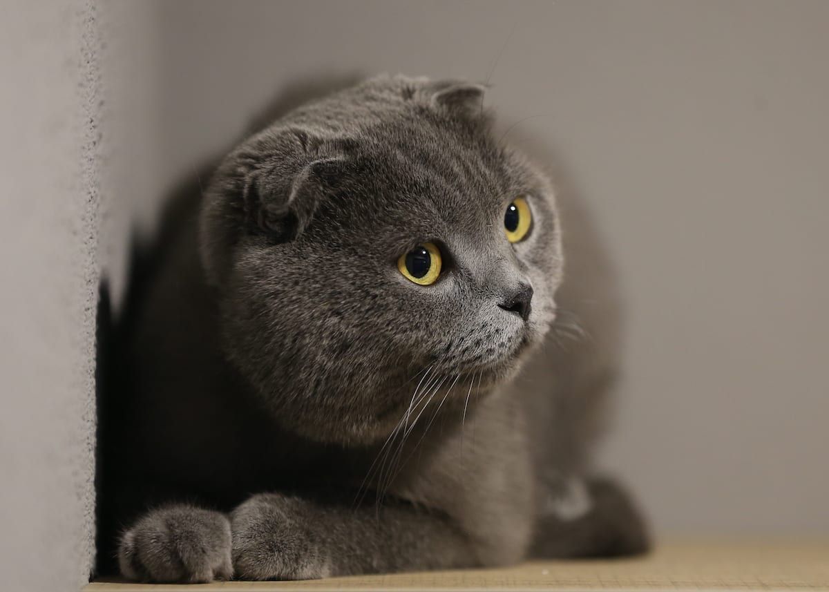 Local Kitty Hotel Options: Find the Perfect Stay for Your Feline Friend Near You