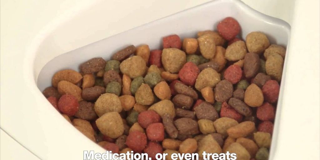 private cat sitter playing with cat at home