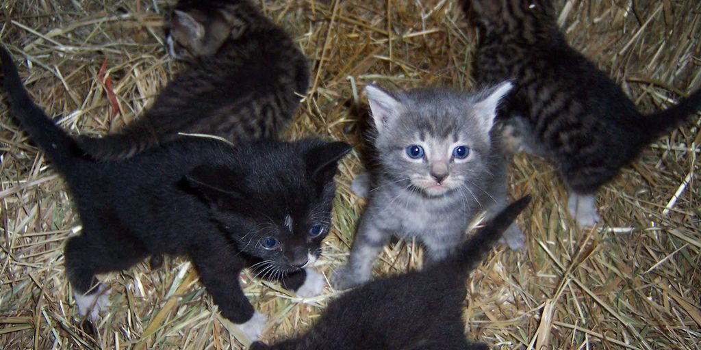 cattery with happy cats and comfortable environment