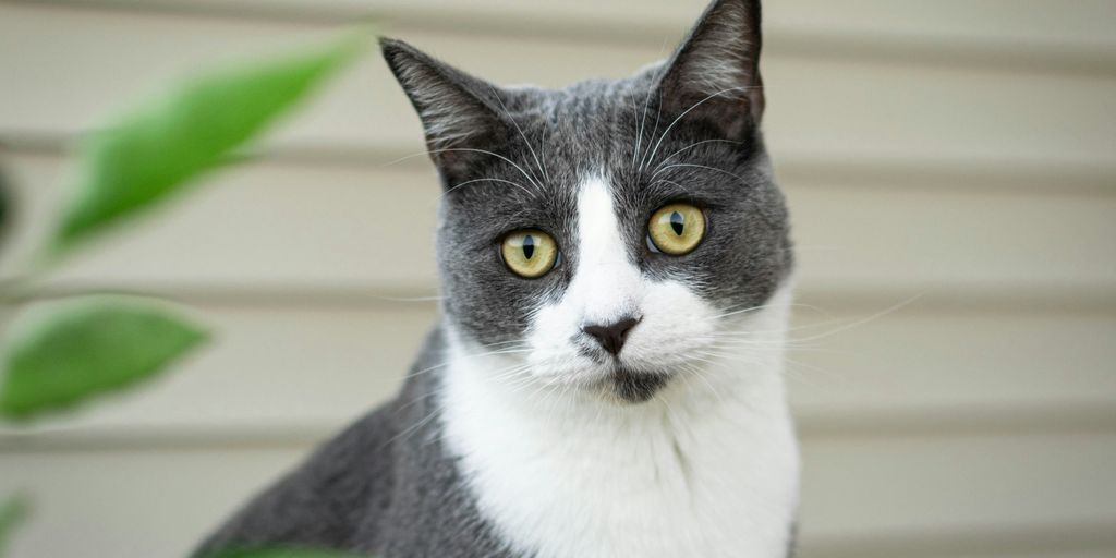 a gray and white cat sitting next to a green plant