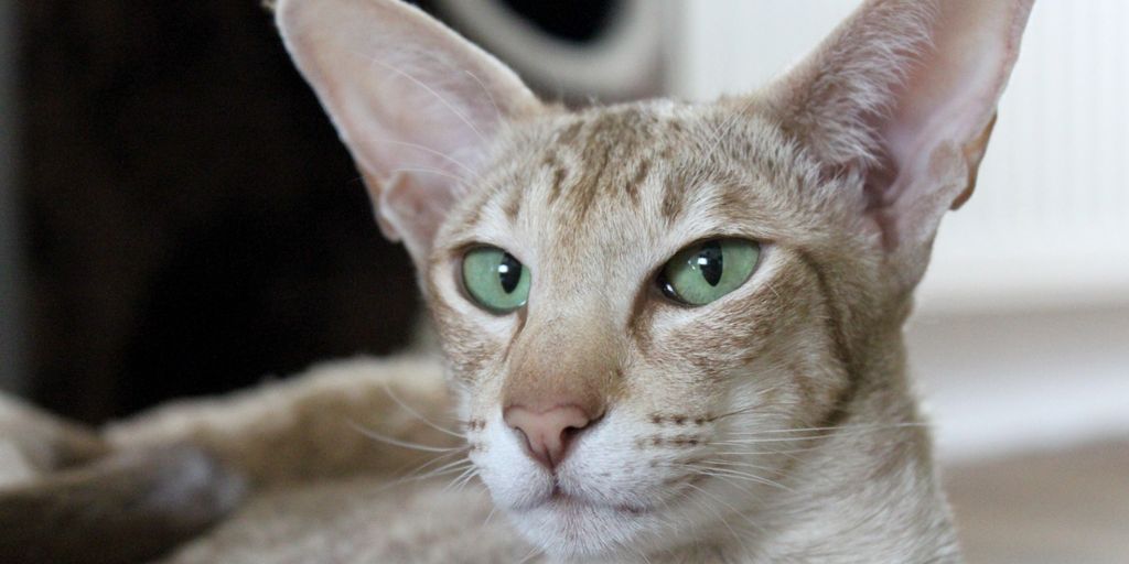 luxurious cat cattery design with comfortable spaces and playful elements