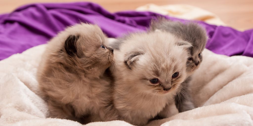 luxurious cattery interior with cats