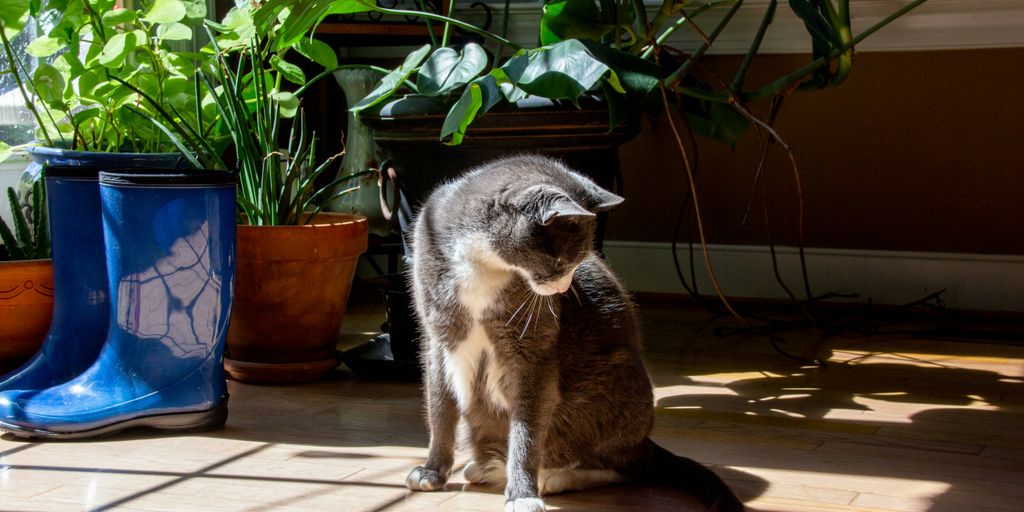 Cats and Plants: Which Ones Are Safe and Which to Avoid