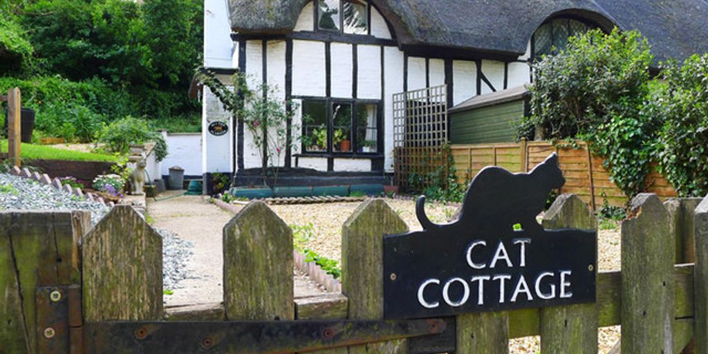 cozy cat cottage interior with playful kittens