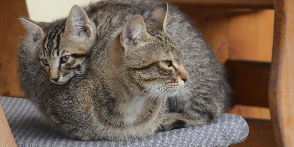 cozy cattery interior with cats playing