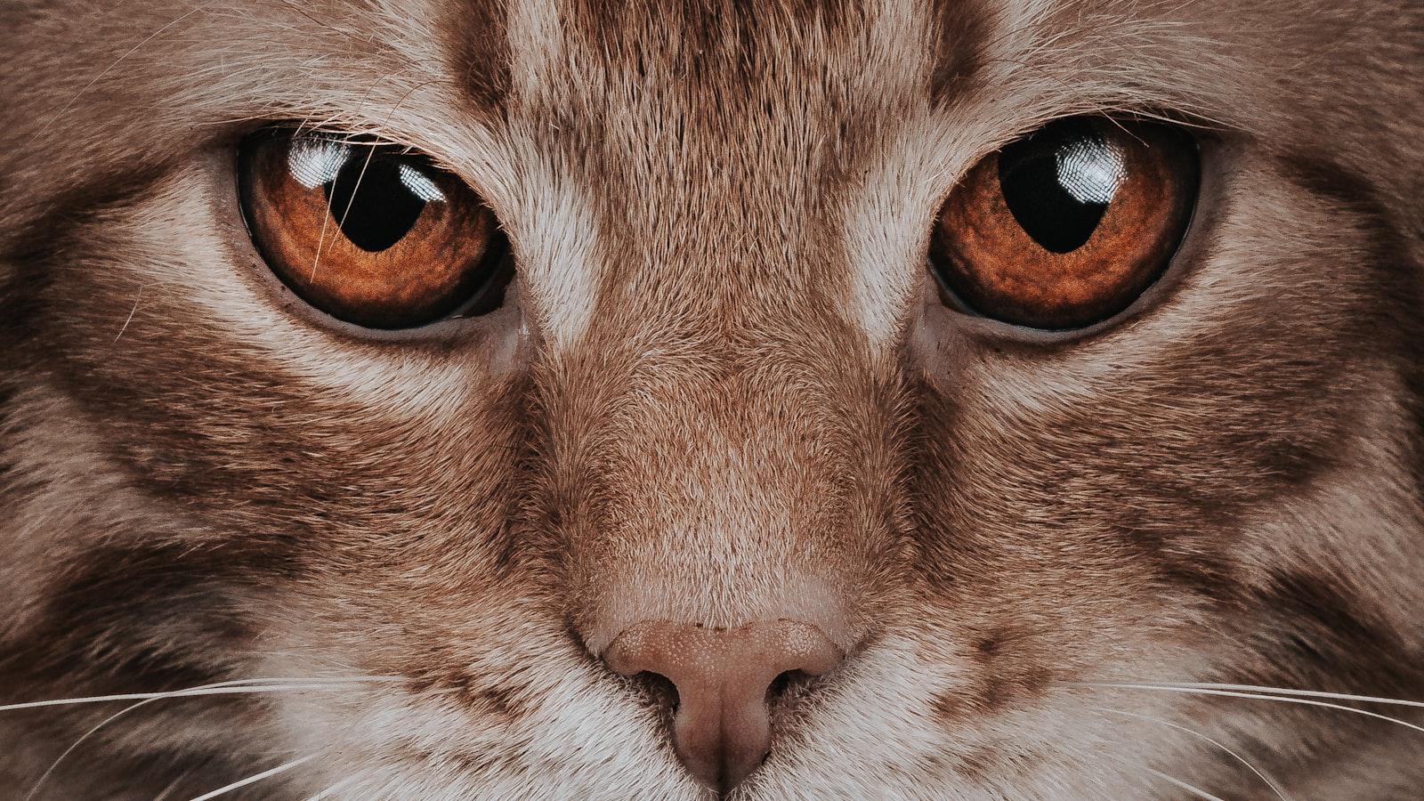 Health and Happiness: Essential Tips for Keeping Your Cat Fit