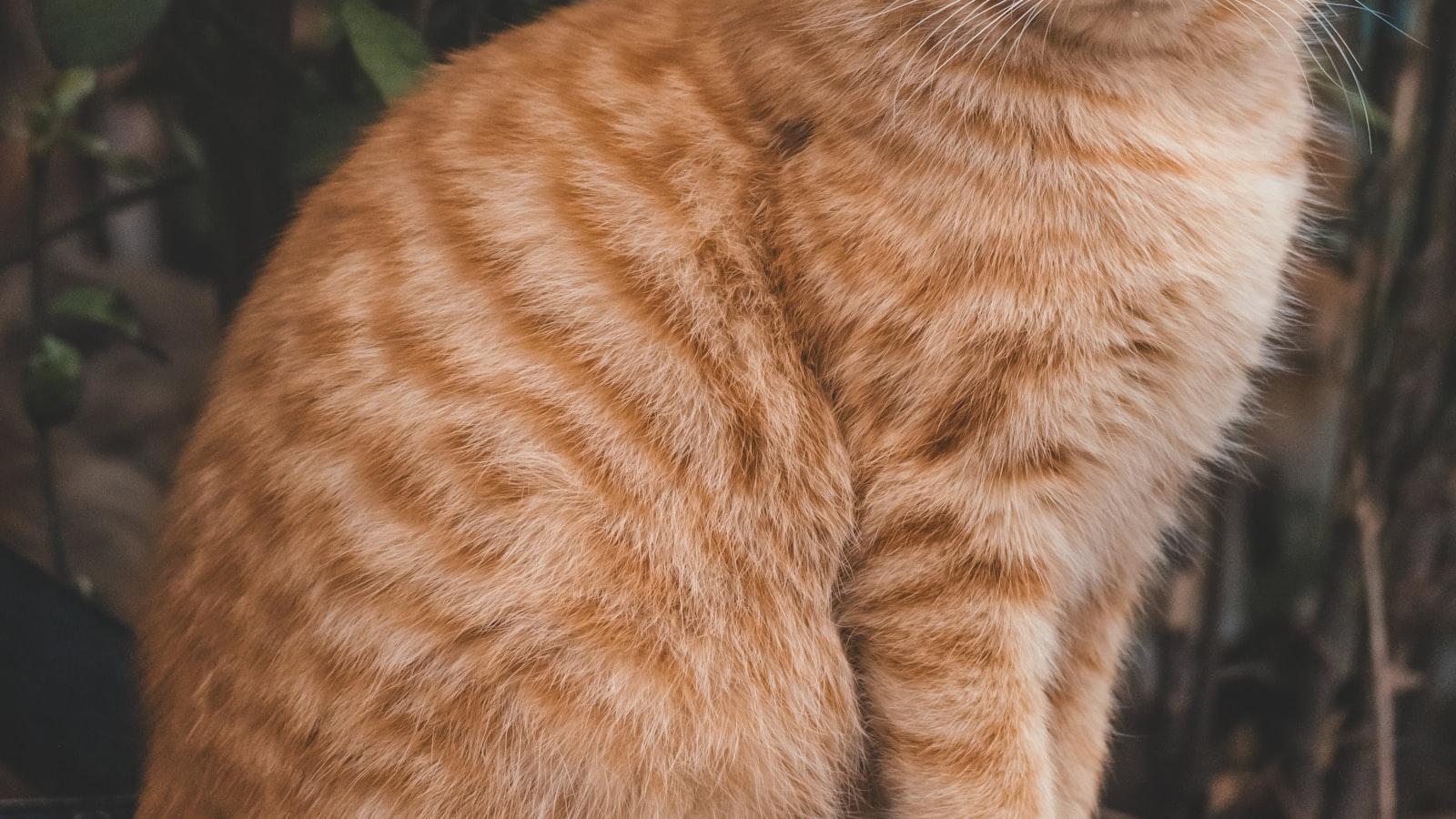 The Cat : Human best attraction