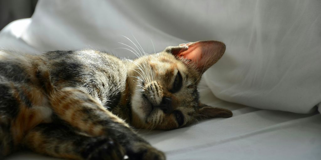 brown tabby cat lying on white textile