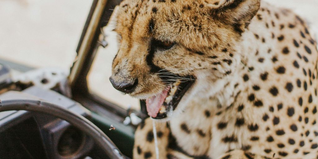 shallow focus photography of cheetah