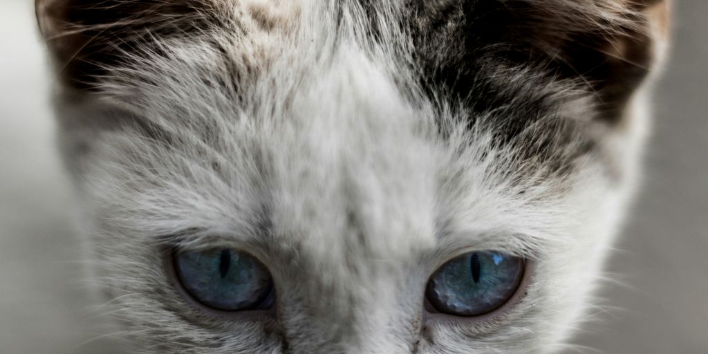 a close up of a cat with blue eyes