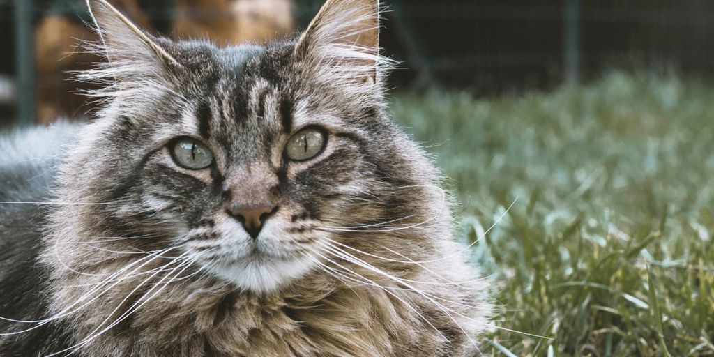 Maine coon cat lying on grass